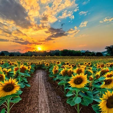 sunflower farm with sunset view